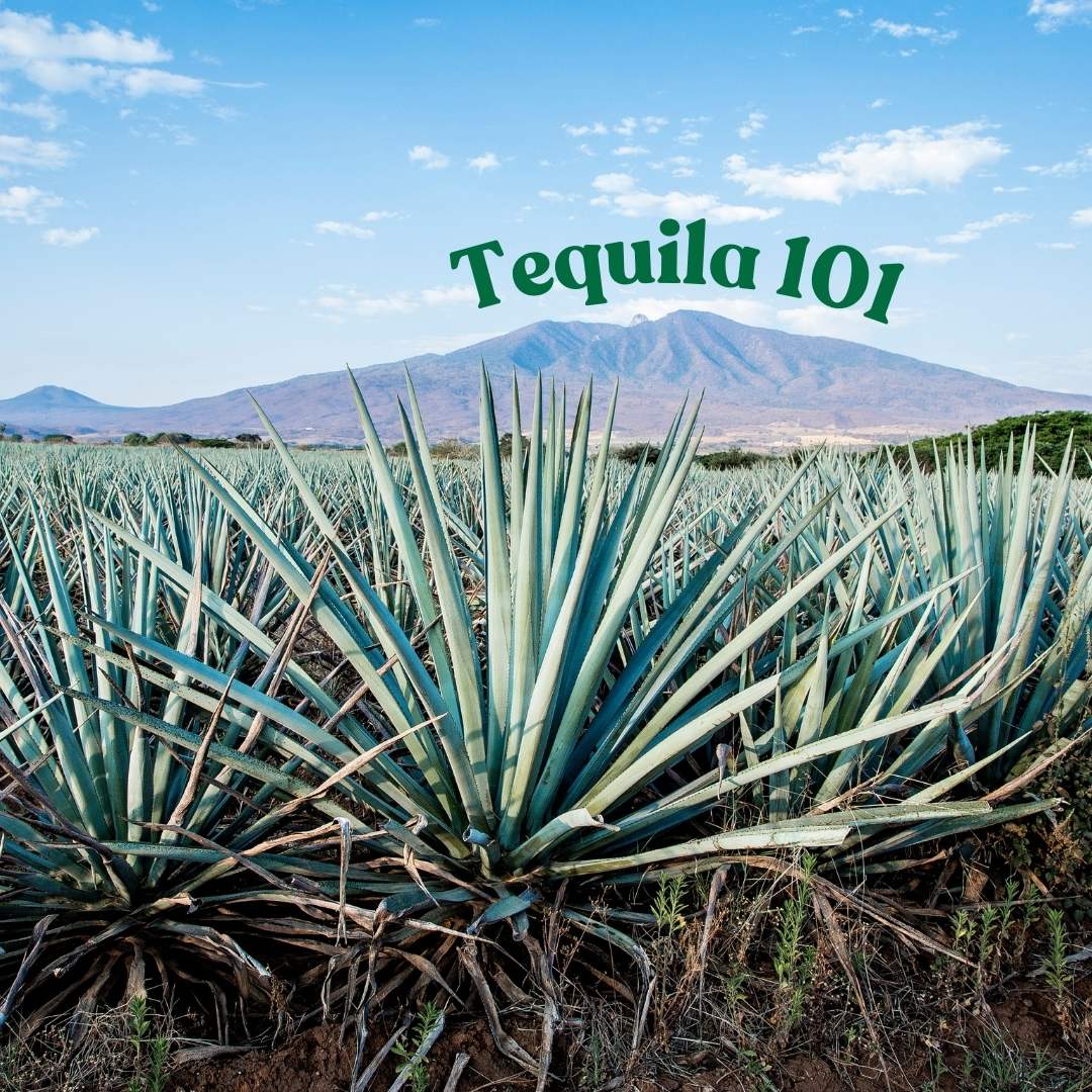 Tequila 101: From Blanco to Extra Añejo – A Sip Down the Agave Rabbit Hole