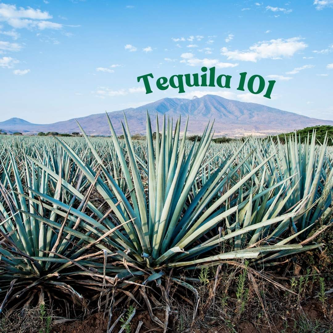 Tequila 101: From Blanco to Extra Añejo – A Sip Down the Agave Rabbit ...